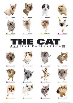 Poster The cat - collection