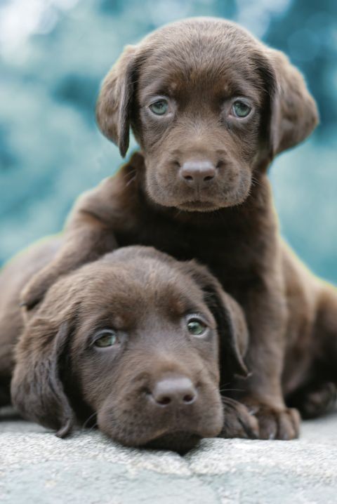 Poster Keith Kimberlin - chocolat labradors