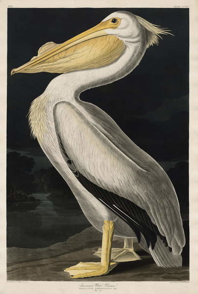 Poster American White Pelican, 1836