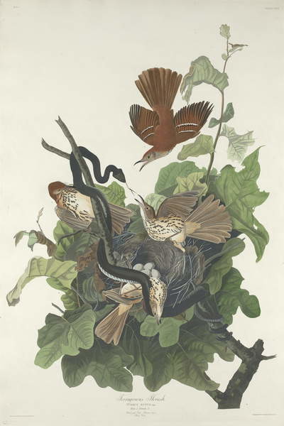 Плакат Ferruginous Thrush, 1831