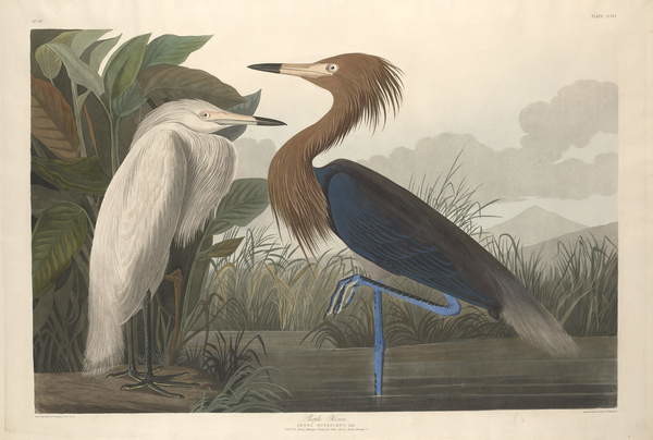Плакат Purple Heron, 1835