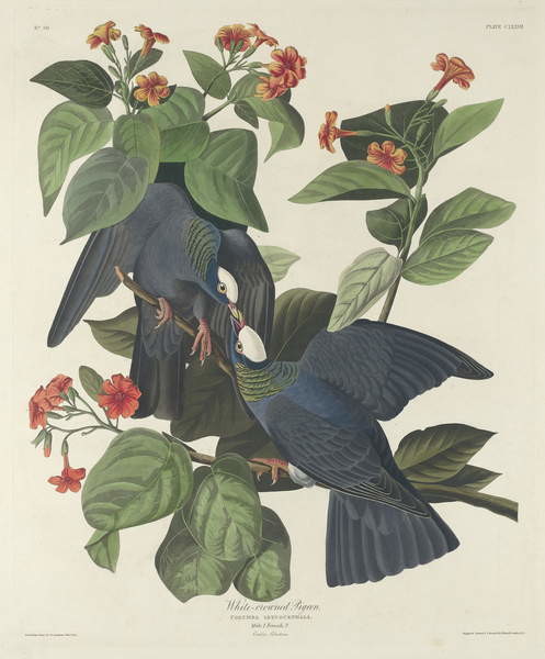 Плакат White-crowned Pigeon, 1833