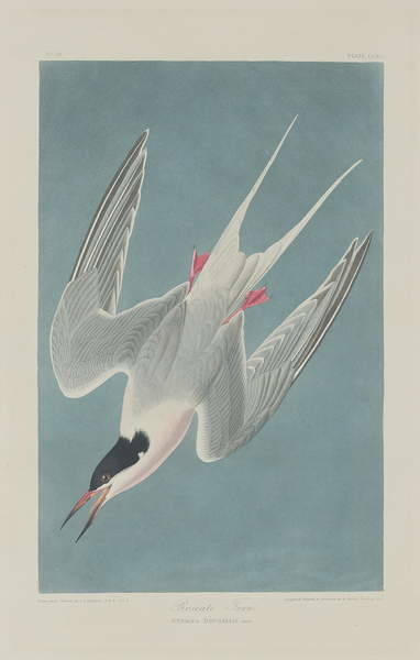 Poster Roseate Tern, 1835