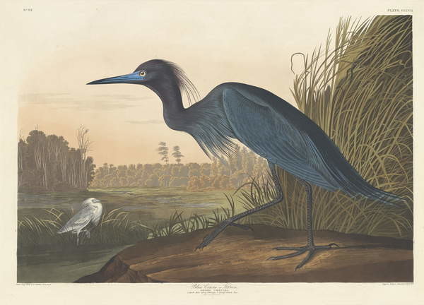 Плакат Blue Crane or Heron, 1836
