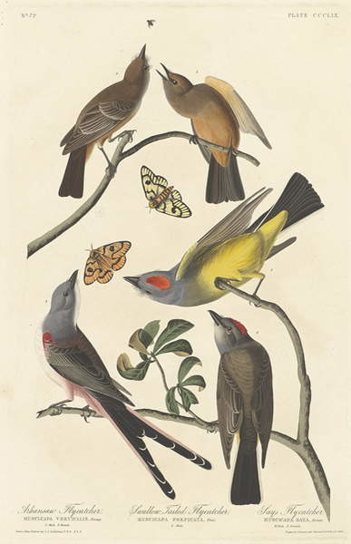 Плакат Arkansaw Flycatcher, Swallow-tailed Flycatcher and Says Flycatcher