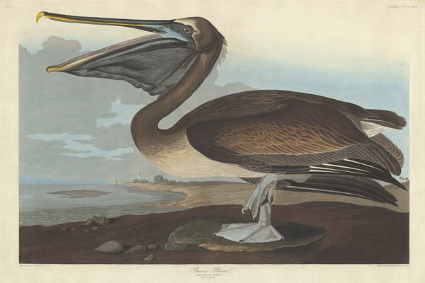 Плакат Brown Pelican, 1838