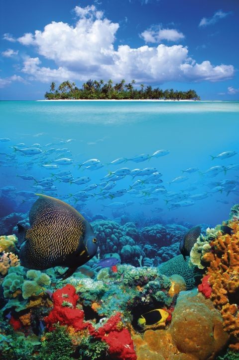 Poster Tropical underwater