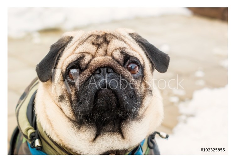 Πλαισιωμένη αφίσα Dog breed pug. Portrait of a pet
