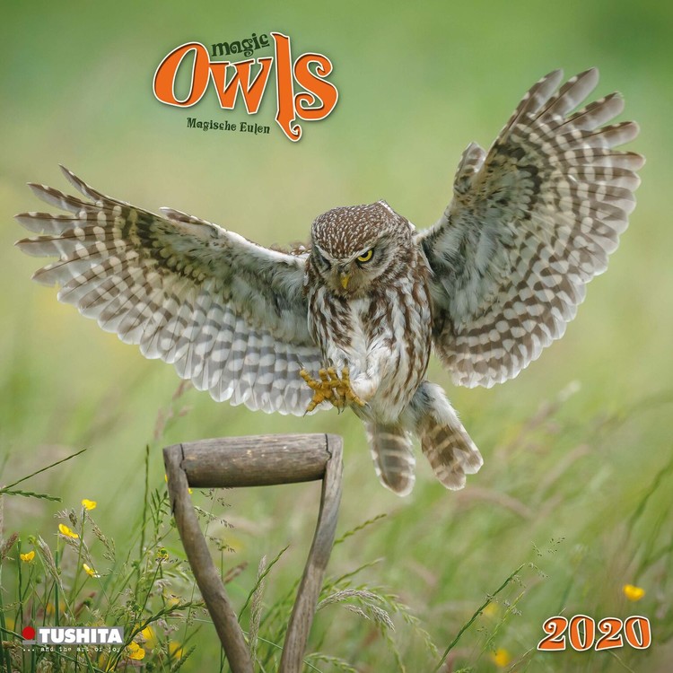 Календар 2027 Magic Owls