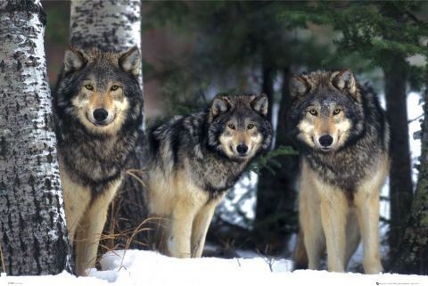 Πλαισιωμένη αφίσα Wolves