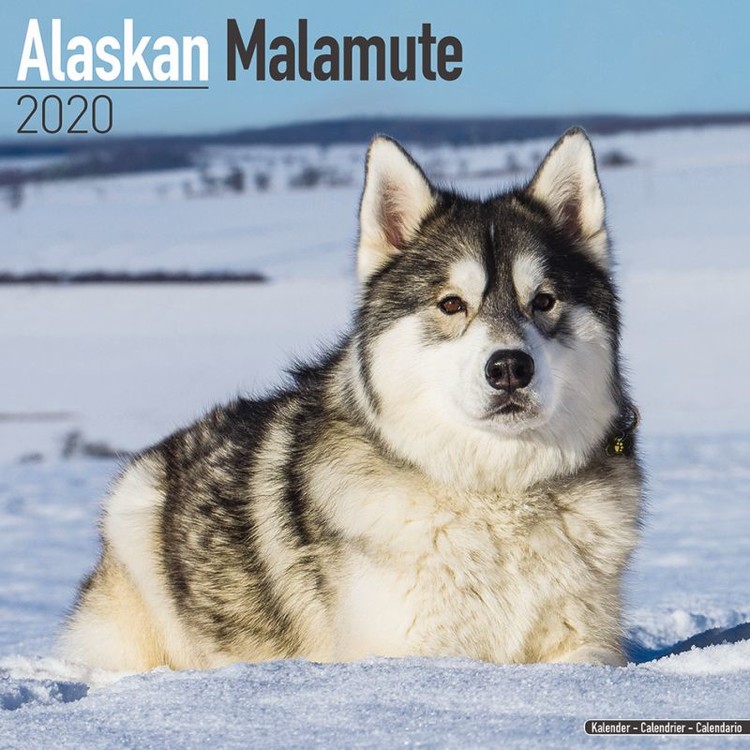 Calendar 2027 Alaskan Malamute