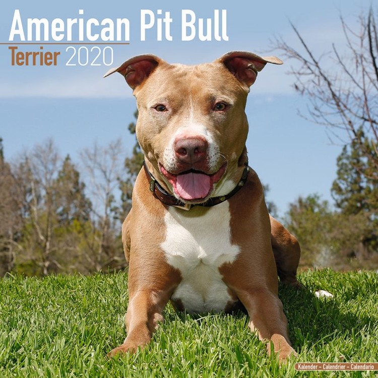 Ημερολόγιο 2027 American Pit Bull Terrier