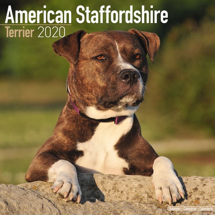 Календар 2027 American Staffordshire Terrier