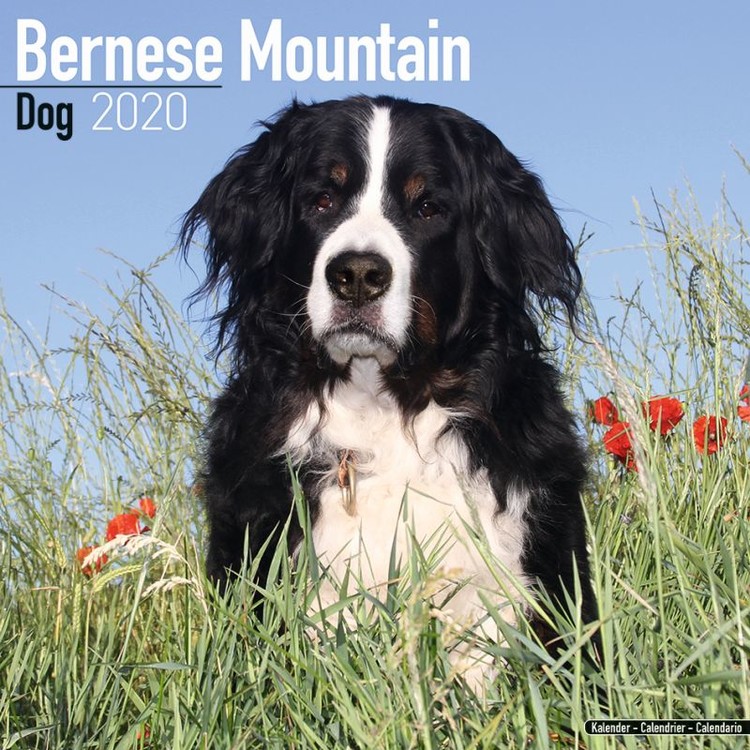 Ημερολόγιο 2027 Bernese Mountain Dog