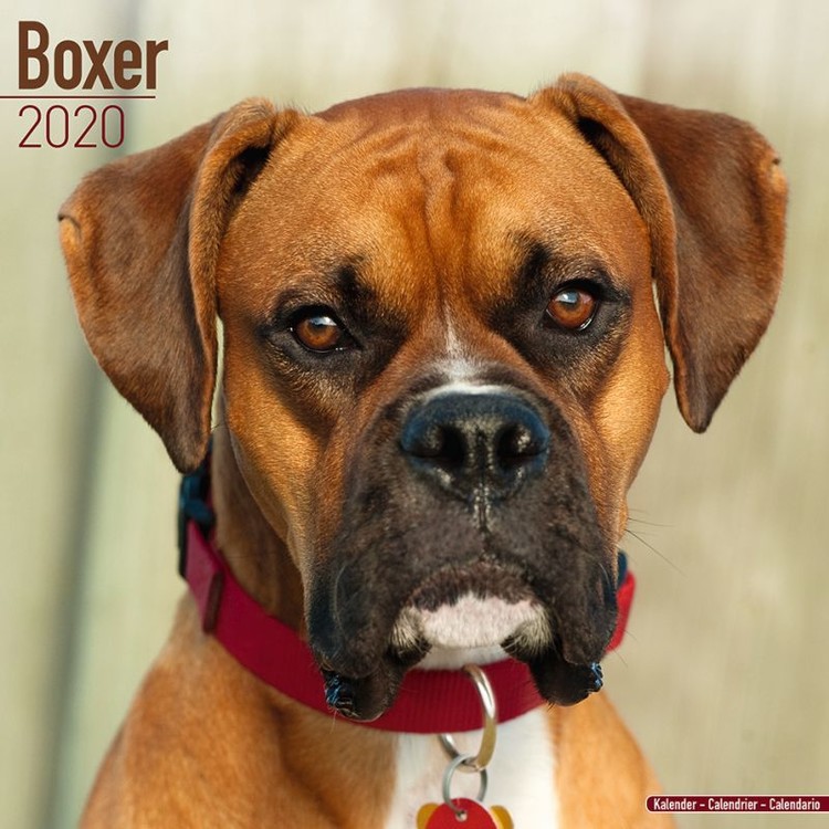 Calendar 2027 Boxer