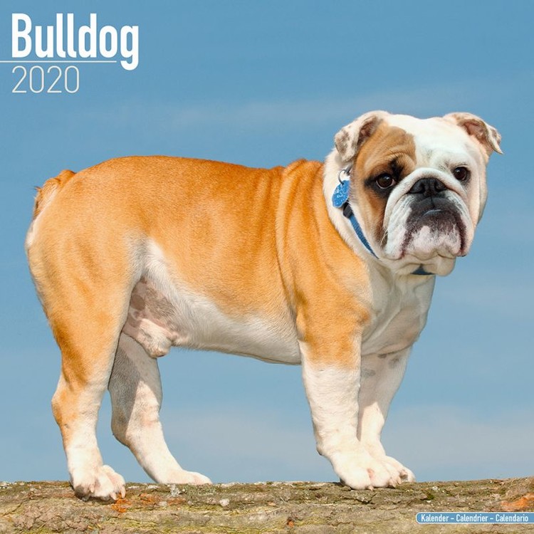 Calendar 2020 Bulldog