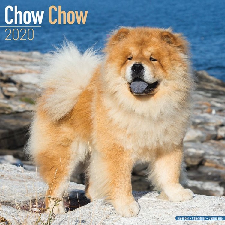 Calendar 2027 Chow Chow
