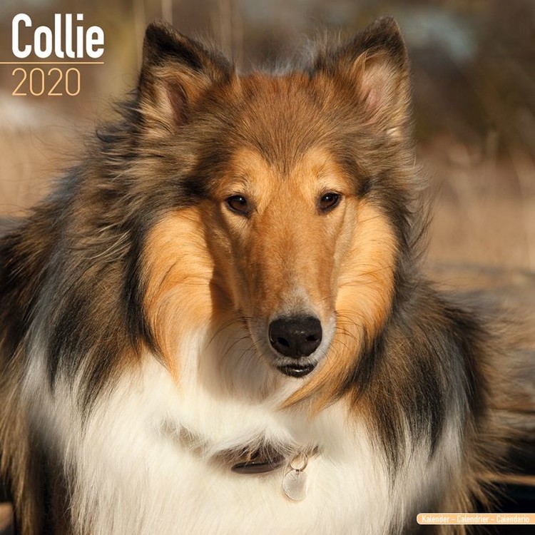Calendar 2027 Collie