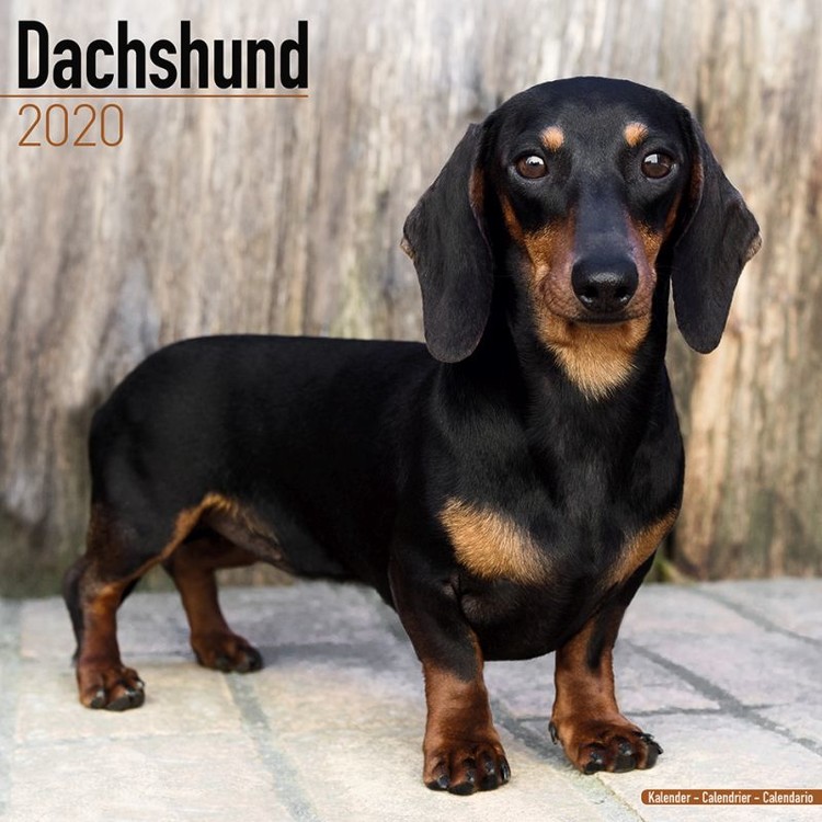 Kalenteri 2027 Dachshund