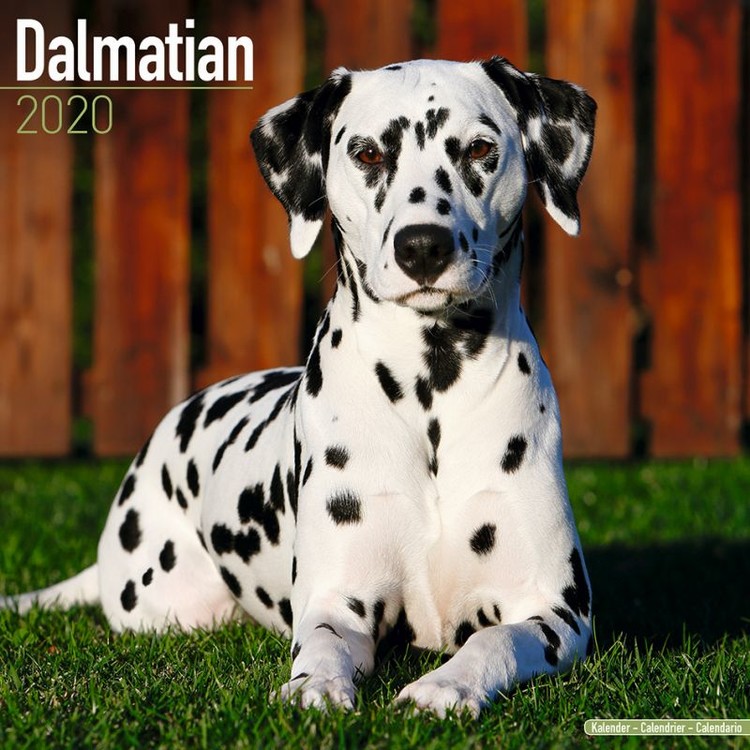 Calendar 2027 Dalmatian