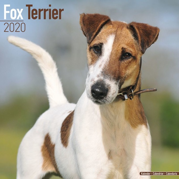 Ημερολόγιο 2027 Fox Terrier