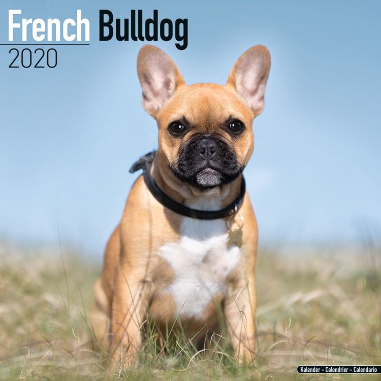 Ημερολόγιο 2027 French Bulldog