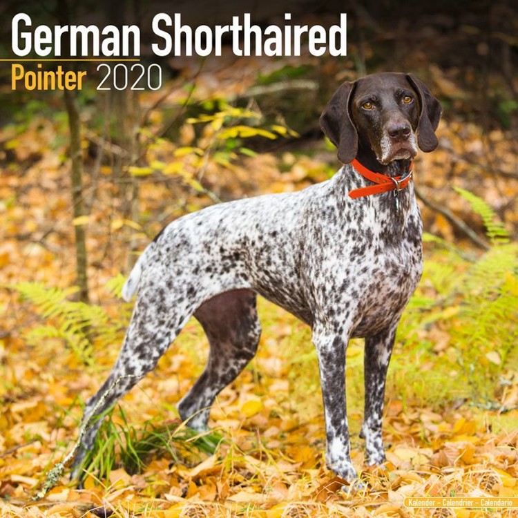 Kalenteri 2027 German ShortHair Pointer