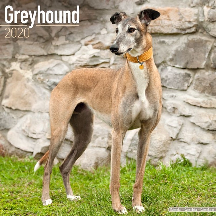 Kalenteri 2027 Greyhound