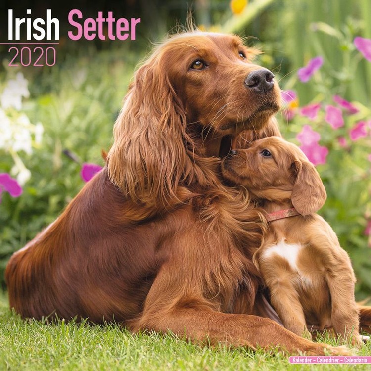 Kalenteri 2027 Irish Setter