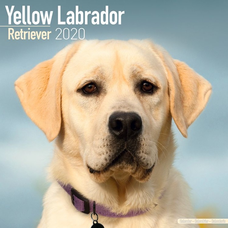 Kalenteri 2027 Labrador – Yellow