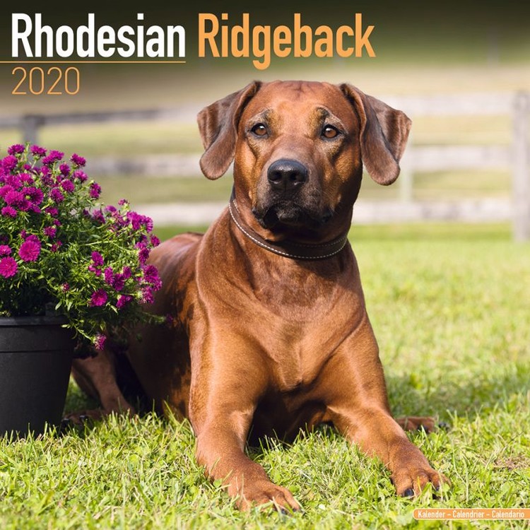 Calendar 2020 Rhodesian Ridgeback