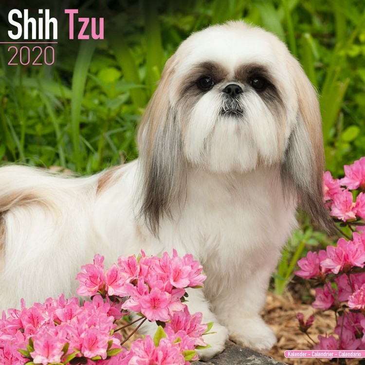 Ημερολόγιο 2027 Shih Tzu