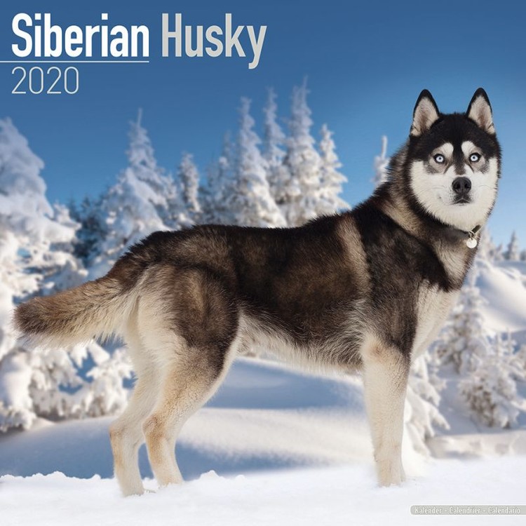 Ημερολόγιο 2027 Siberian Husky