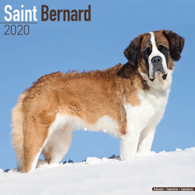Ημερολόγιο 2027 St Bernard
