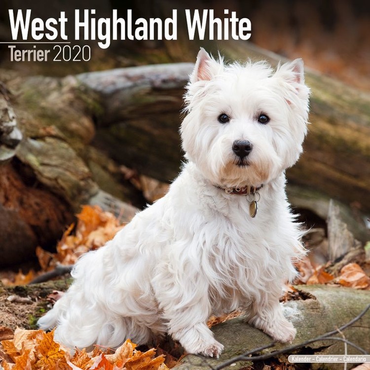 Ημερολόγιο 2027 West Highland Terrier