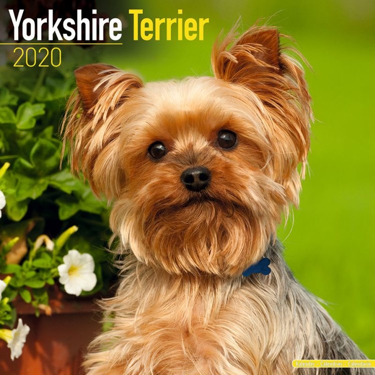 Kalenteri 2027 Yorkshire Terrier