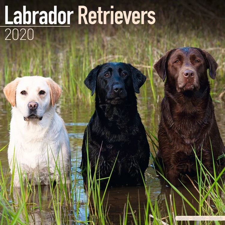 Kalenteri 2027 Labrador Ret – Mix
