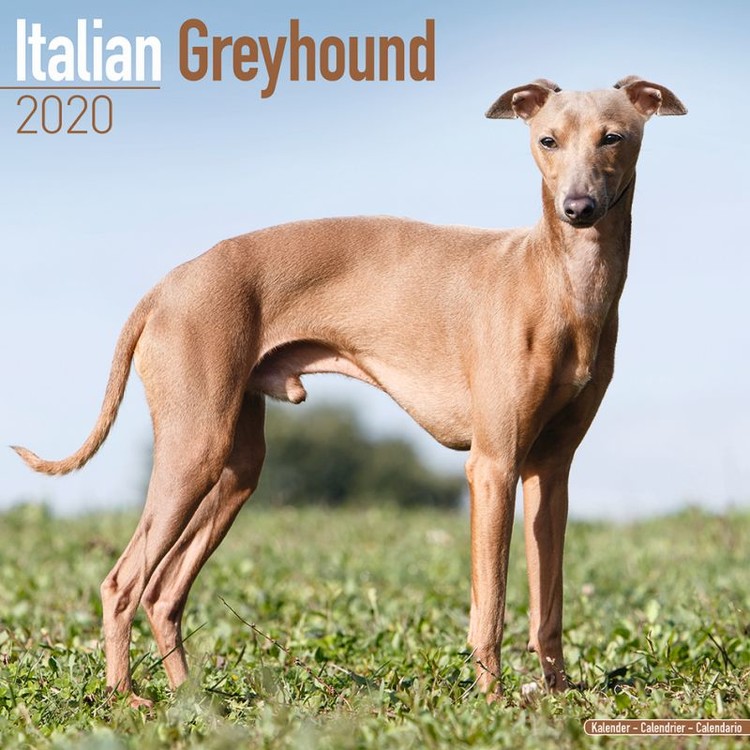 Ημερολόγιο 2027 Italian Greyhound