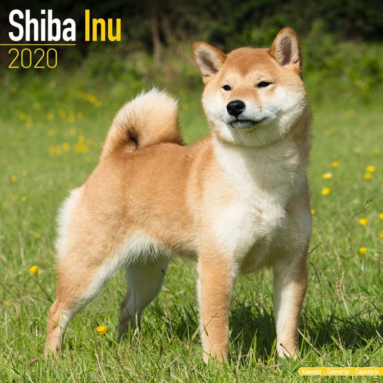 Kalenteri 2027 Shiba Inu