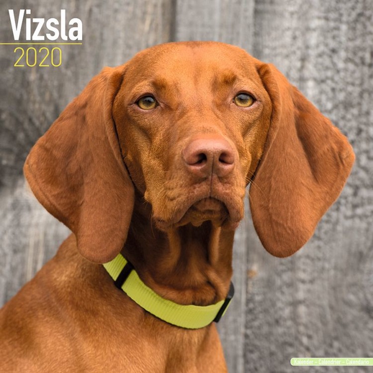 Календар 2027 Vizsla