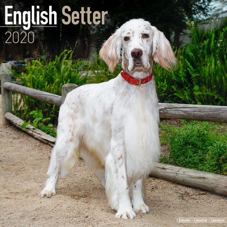 Kalenteri 2027 English Setter