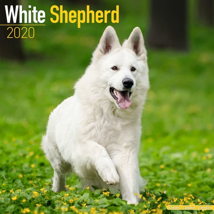 Calendar 2027 White Shepherd