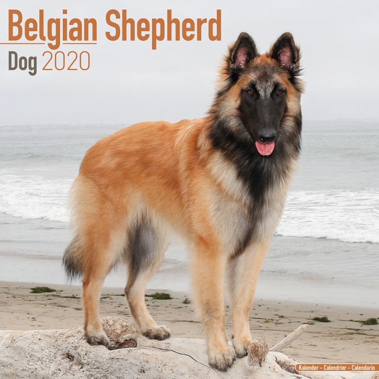 Kalenteri 2027 Belgian Shepherd Dog