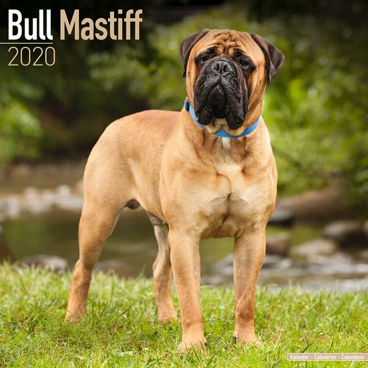 Ημερολόγιο 2027 Bull Mastiff
