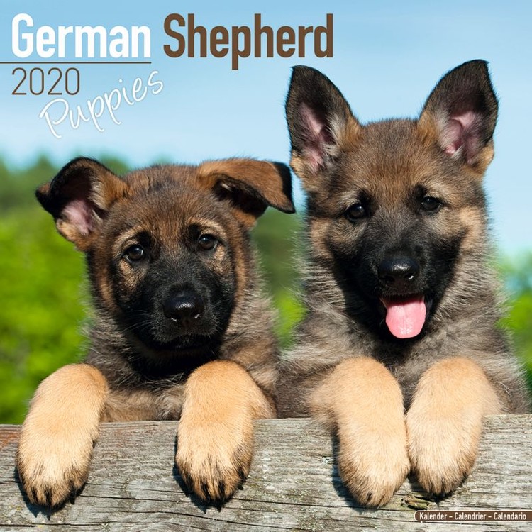 Ημερολόγιο 2027 German Shepherd Puppies