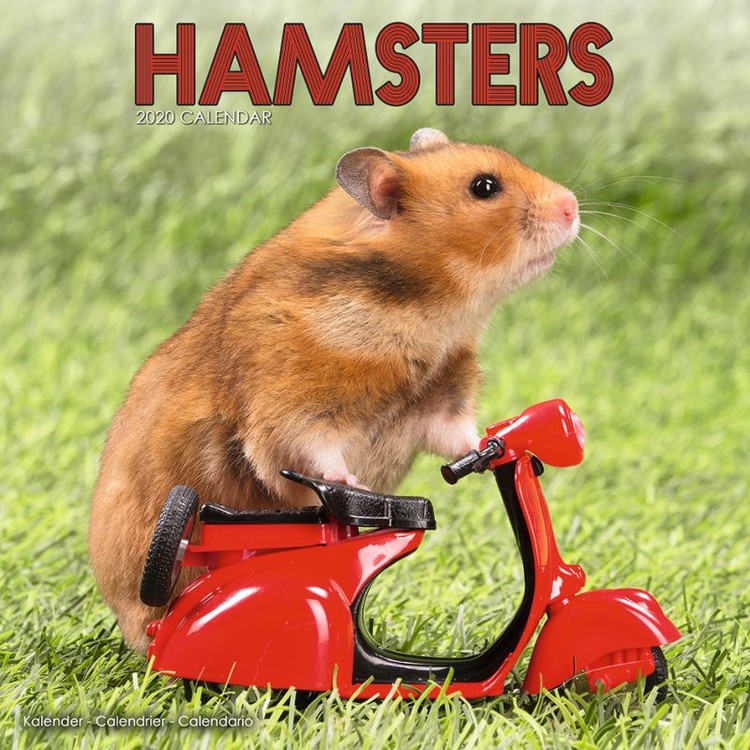 Календар 2027 Hamsters