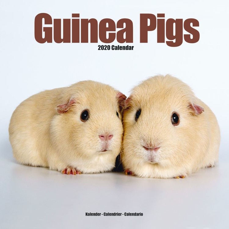 Kalenteri 2027 Guinea Pigs