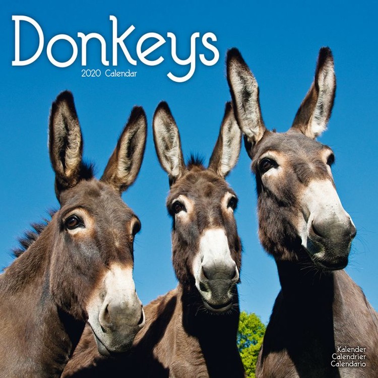 Calendar 2027 Donkeys