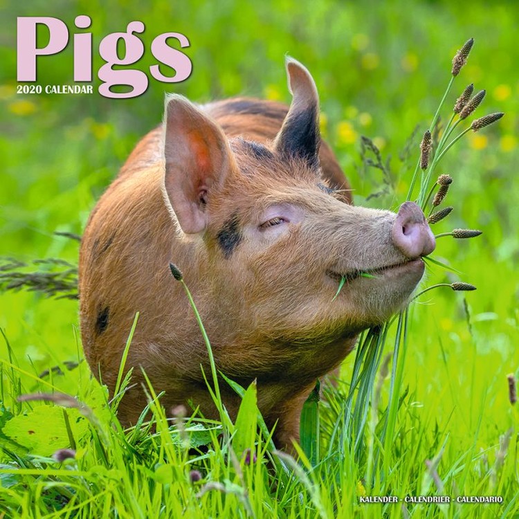 Календар 2027 Pigs