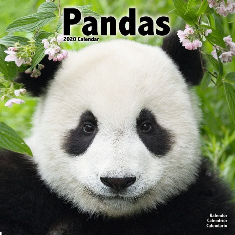 Kalenteri 2027 Pandas